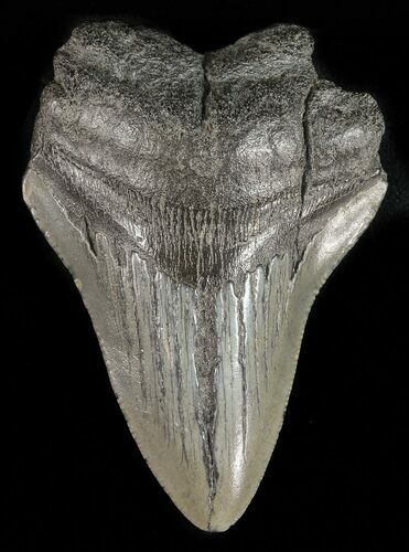 Bargain, Megalodon Tooth - South Carolina #47604